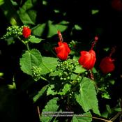 Turk's cap # 85nn; LHB page 660, 122-10-1, "French for 'sticky ma
