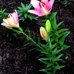 Location: Aberdeen, NC (my garden 2022)
Date: August 14, 2022
Oriental lily #74 nn, #8 fg; LHB page 223, 33-39-?, "Lilium: the 