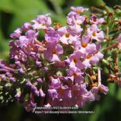 Butterfly Bush #86 nn; LHB page 803, 167-3-3, "After Adam Buddle,