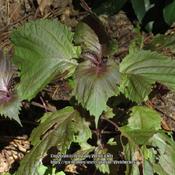 Shiso #306; RAB page 925, 164-34-1. AG page 407, 82-6-?, "A Greek