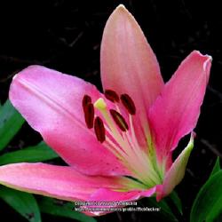 Location: Aberdeen, NC (my garden 2022)
Date: August 14, 2022
Oriental lily #74 nn, #8 fg; LHB page 223, 33-39-?, "Lilium: the 