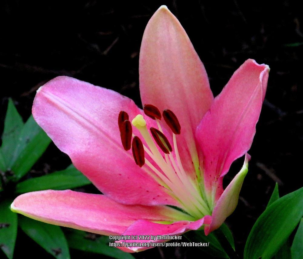 Photo of Lilies (Lilium) uploaded by WebTucker