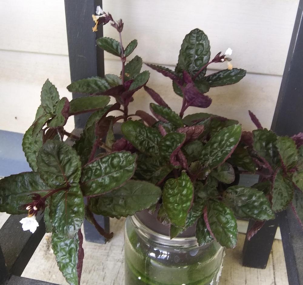 Photo of Purple Waffle Plant (Hemigraphis 'Exotica') uploaded by purpleinopp