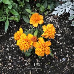 Location:  Jasper, Canada | August, 2022
Date: 2022-08-04
labeled bonanza marigold (color)