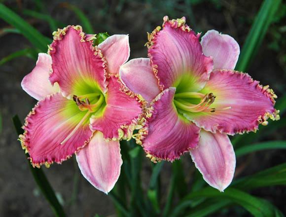 Photo of Daylily (Hemerocallis 'Browns Ferry Debutante') uploaded by shive1