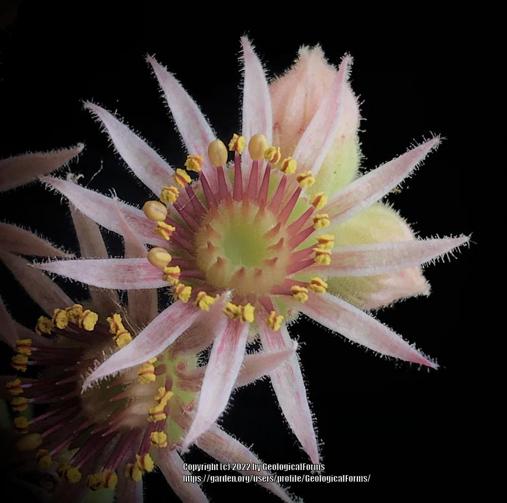 Photo of Hen and Chicks (Sempervivum 'Neptune') uploaded by GeologicalForms
