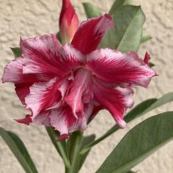 Location: My garden in Tampa, Florida
Date: 2022-08-14
My grafted desert rose!