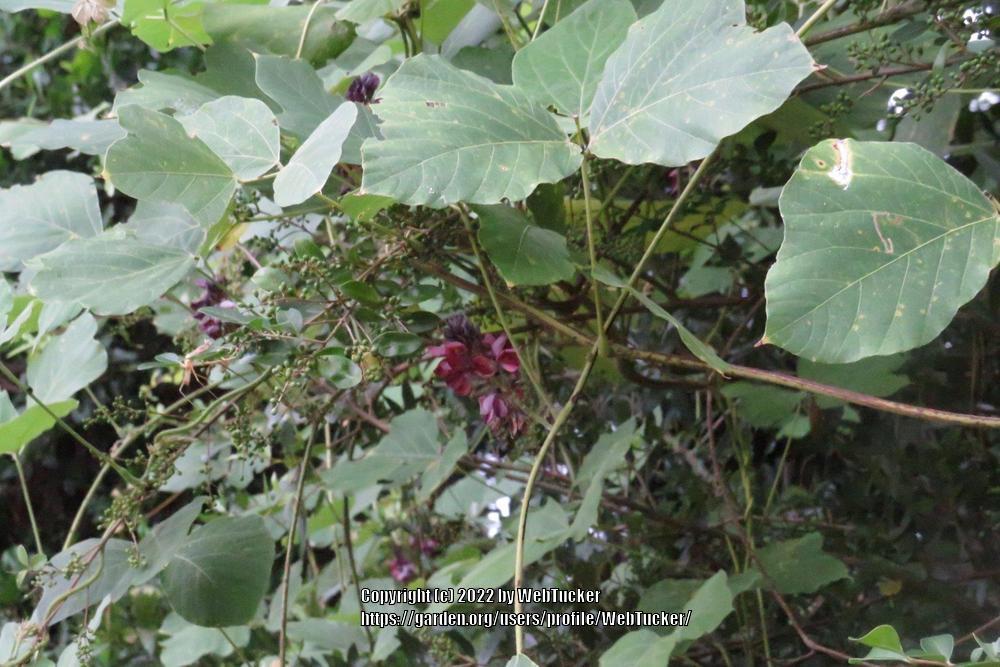 Photo of Kudzu Vine (Pueraria montana var. lobata) uploaded by WebTucker