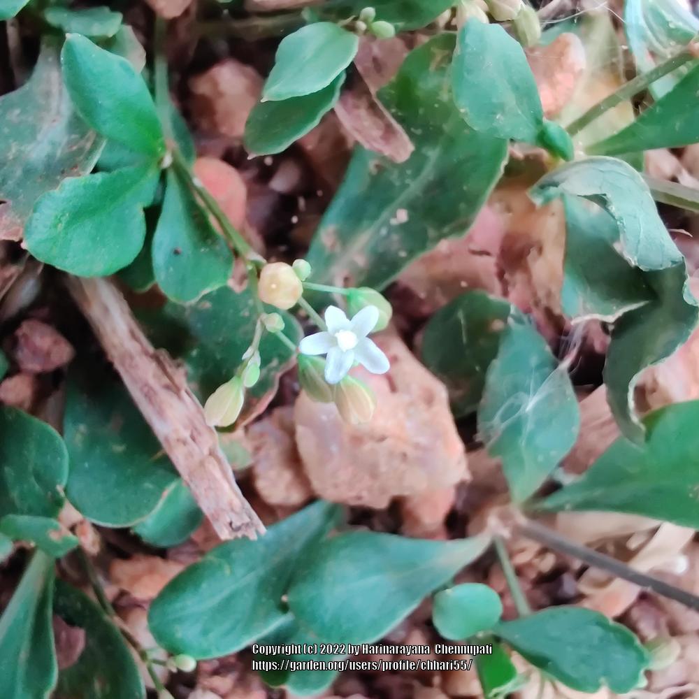 Photo of Green Carpetweed (Mollugo verticillata) uploaded by chhari55