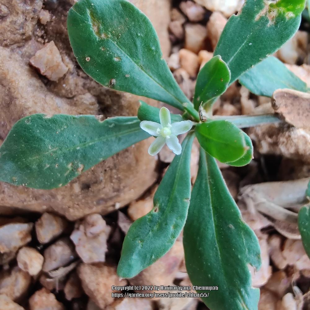 Photo of Green Carpetweed (Mollugo verticillata) uploaded by chhari55