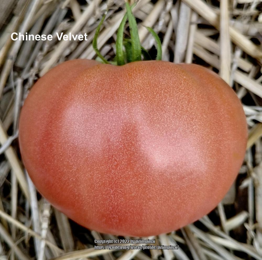 Photo of Tomato (Solanum lycopersicum 'Chinese Velvet') uploaded by pitimpinai