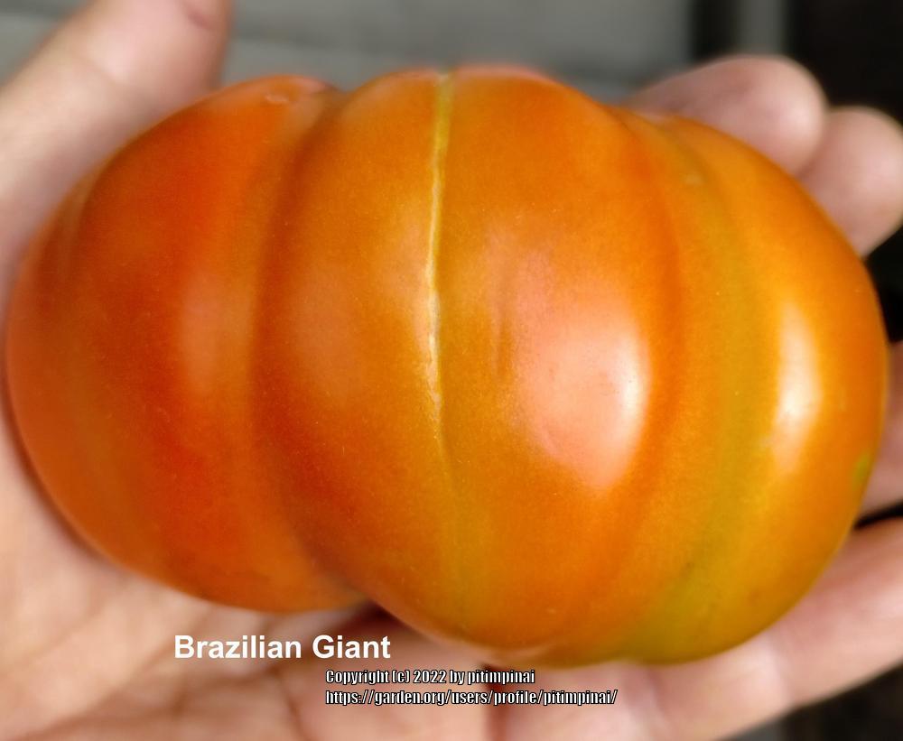 Photo of Tomato (Solanum lycopersicum 'Brazilian Giant') uploaded by pitimpinai
