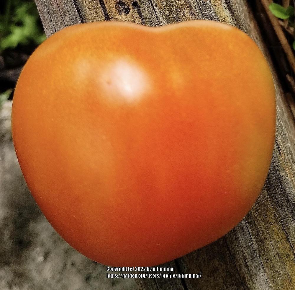 Photo of Tomato (Solanum lycopersicum 'Mashenka') uploaded by pitimpinai