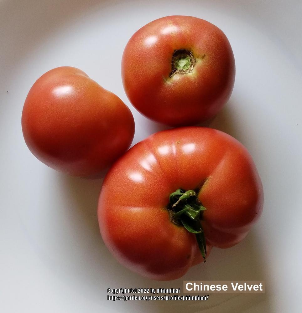 Photo of Tomato (Solanum lycopersicum 'Chinese Velvet') uploaded by pitimpinai