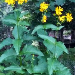 Location: Eagle Bay, New York
Date: 2022-08-16
Cup Plant (Silphium perfoliatum) aka Indian Cup