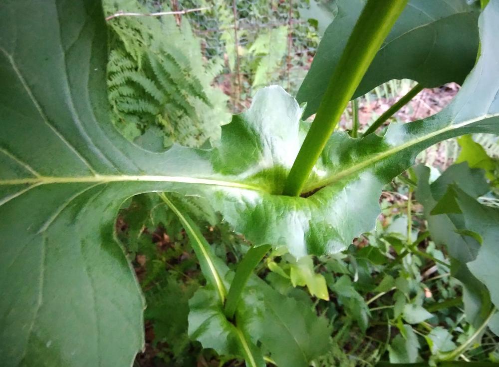 Photo of Cup Plant (Silphium perfoliatum) uploaded by adknative