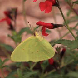 Location: my garden in Dawsonville, GA (zone 7b north Geogia mountains)
Date: 2022-08-17
Cloudless Sulphur butterfly