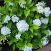 Hydrangea macrophylla 'White Delight'