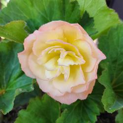 Location: Western Washington
Date: 2022-08-17
Begonia x tuberhybrida Scentiment® Sunrise bloom