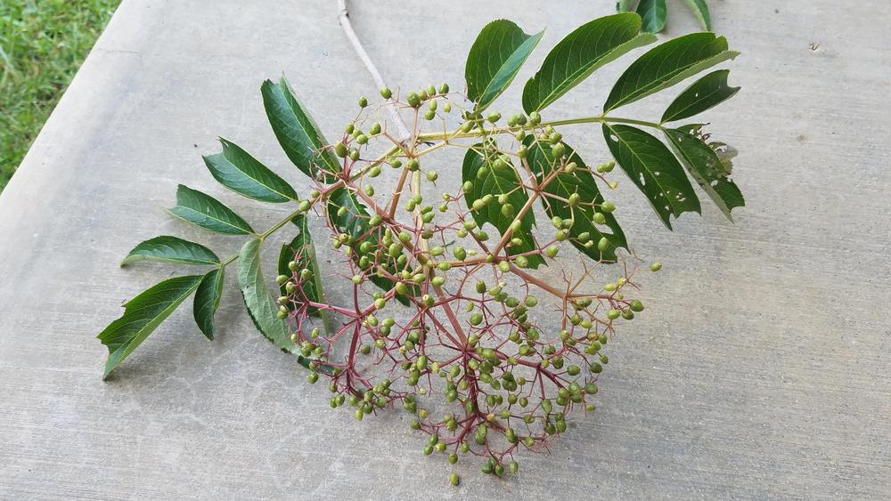 Photo of Elderberry (Sambucus nigra) uploaded by RootedInDirt