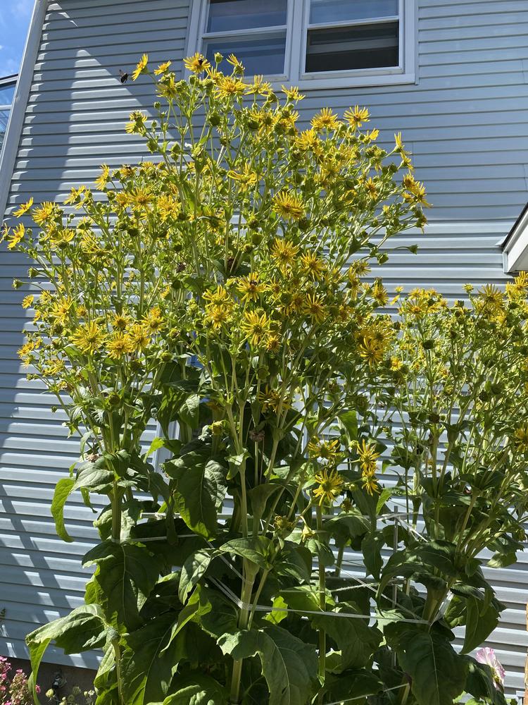 Photo of Cup Plant (Silphium perfoliatum) uploaded by Ursula