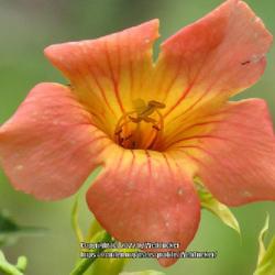 Location: Southern Pines, NC (Sandhill Horticultural Garden)
Date: August 17, 2022
Chinese trumpet vine; LHB p. 903, 180-7-?, "Greek for curve, refe
