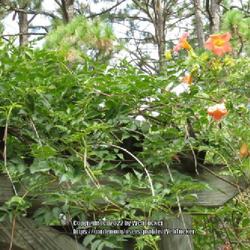 Location: Southern Pines, NC (Sandhills Horticultural garden
Date: August 17, 2022
Chinese trumpet vine; LHB p. 903, 180-7-?, "Greek for curve, refe