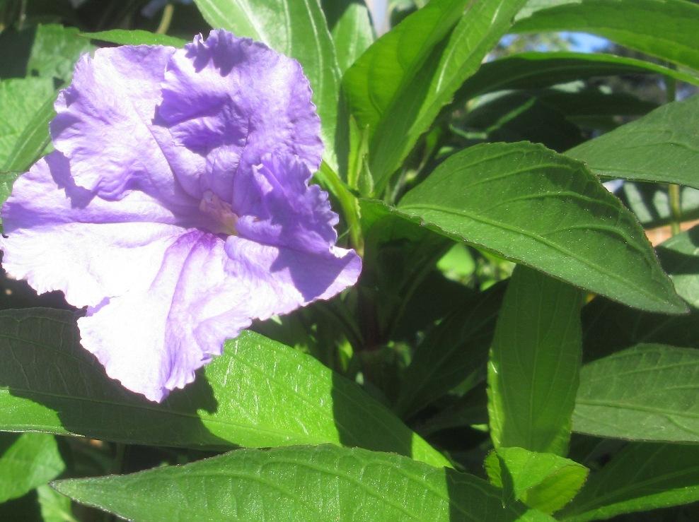 Photo of Mexican Petunia (Ruellia simplex) uploaded by janelp_lee
