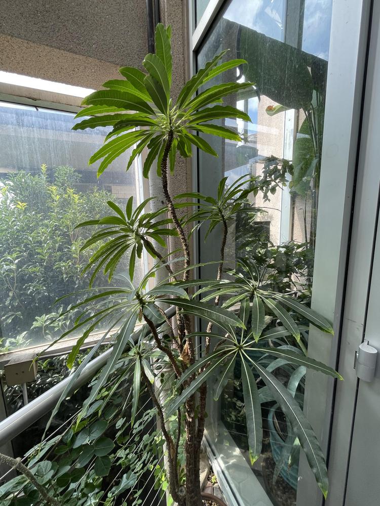 Photo of Pachypodium (Pachypodium rutenbergianum) uploaded by jooshewa