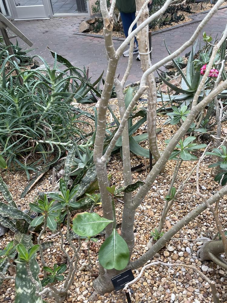 Photo of Desert Rose (Adenium obesum) uploaded by jooshewa
