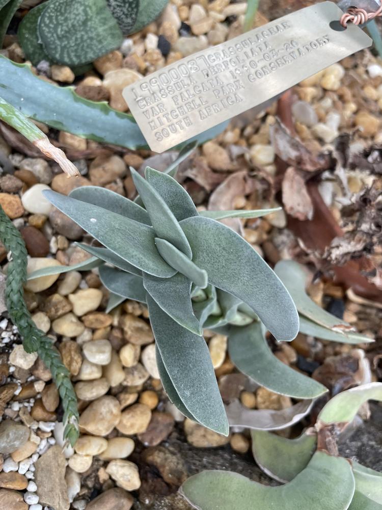 Photo of Propeller Plant (Crassula perfoliata var. falcata) uploaded by jooshewa