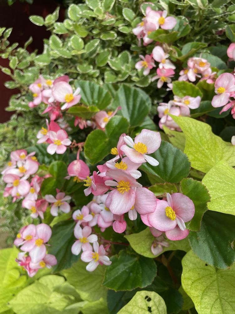 Photo of Wax Begonia (Begonia cucullata) uploaded by jooshewa