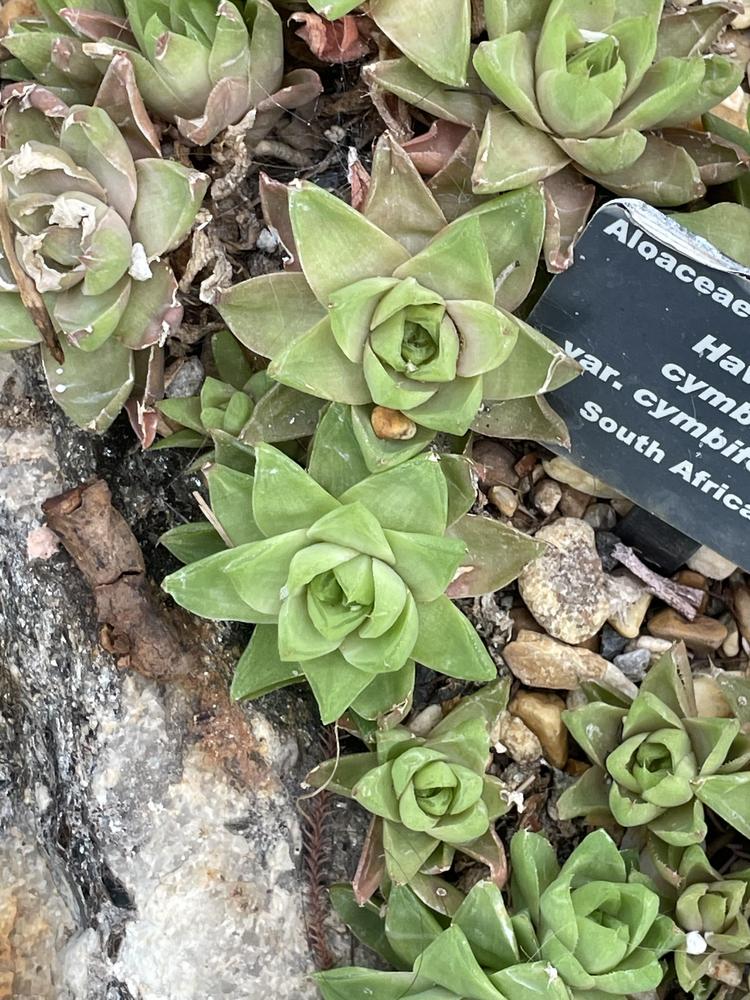 Photo of Star Window Plant (Haworthia cymbiformis var. cymbiformis) uploaded by jooshewa