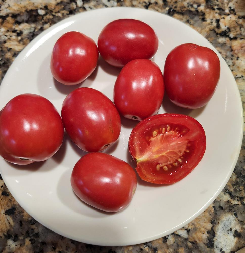 Photo of Tomato (Solanum lycopersicum 'German Lunchbox') uploaded by sallyg