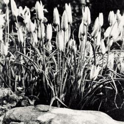 
Date: 1913
photo from 'The Garden', April 5, 1913