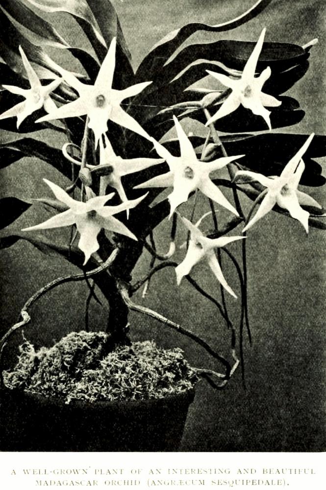 Photo of Darwin's Star Orchid (Angraecum sesquipedale) uploaded by scvirginia