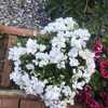 labeled champion, the only regal pelargonium with Champion in the
