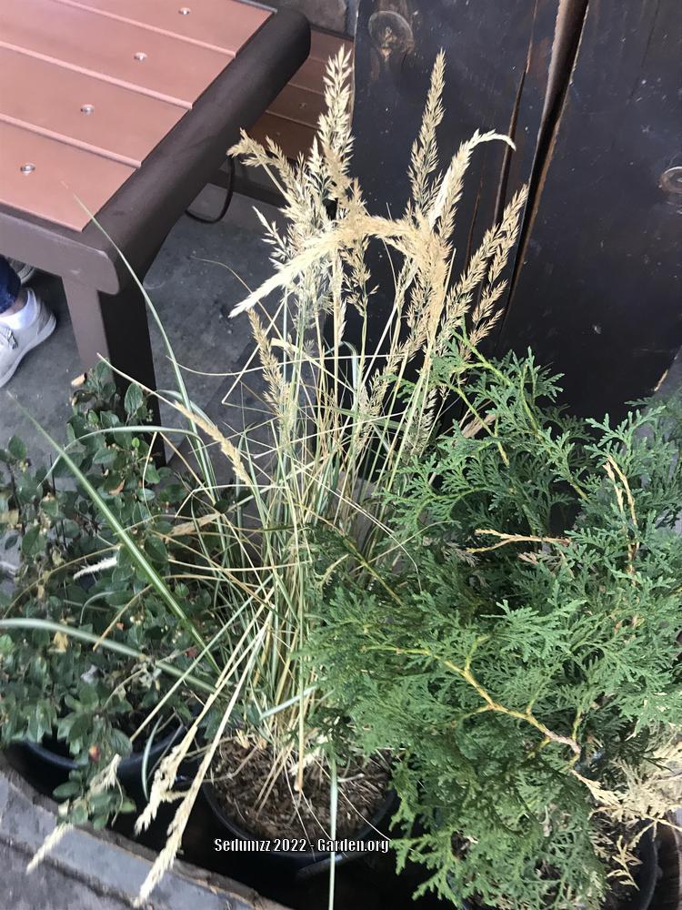 Photo of Feather Reed Grass (Calamagrostis x acutiflora 'Avalanche') uploaded by sedumzz