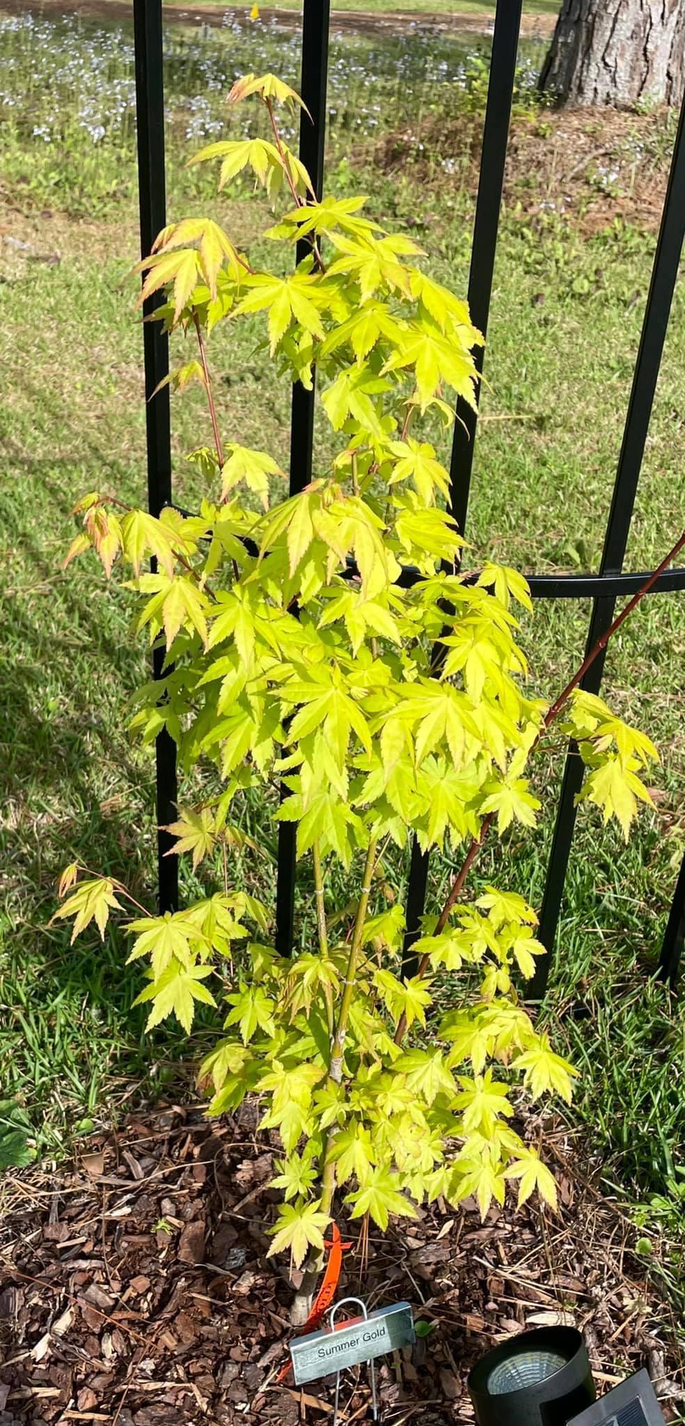Photo of Japanese Maple (Acer palmatum 'Summer Gold') uploaded by Kayakcowgirl