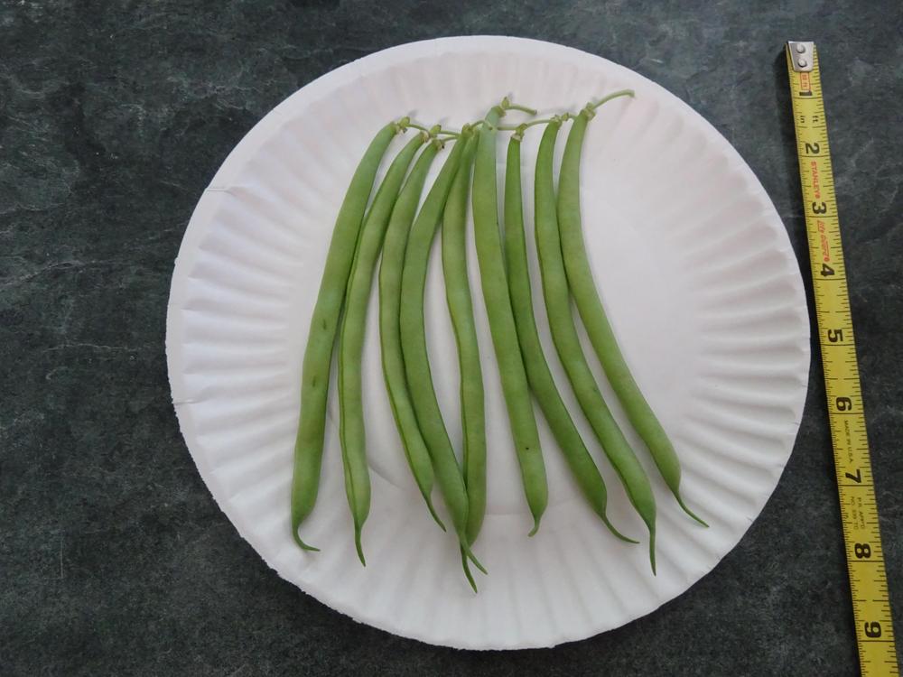 Photo of Common Bean (Phaseolus vulgaris 'Spartan Arrow') uploaded by Weedwhacker