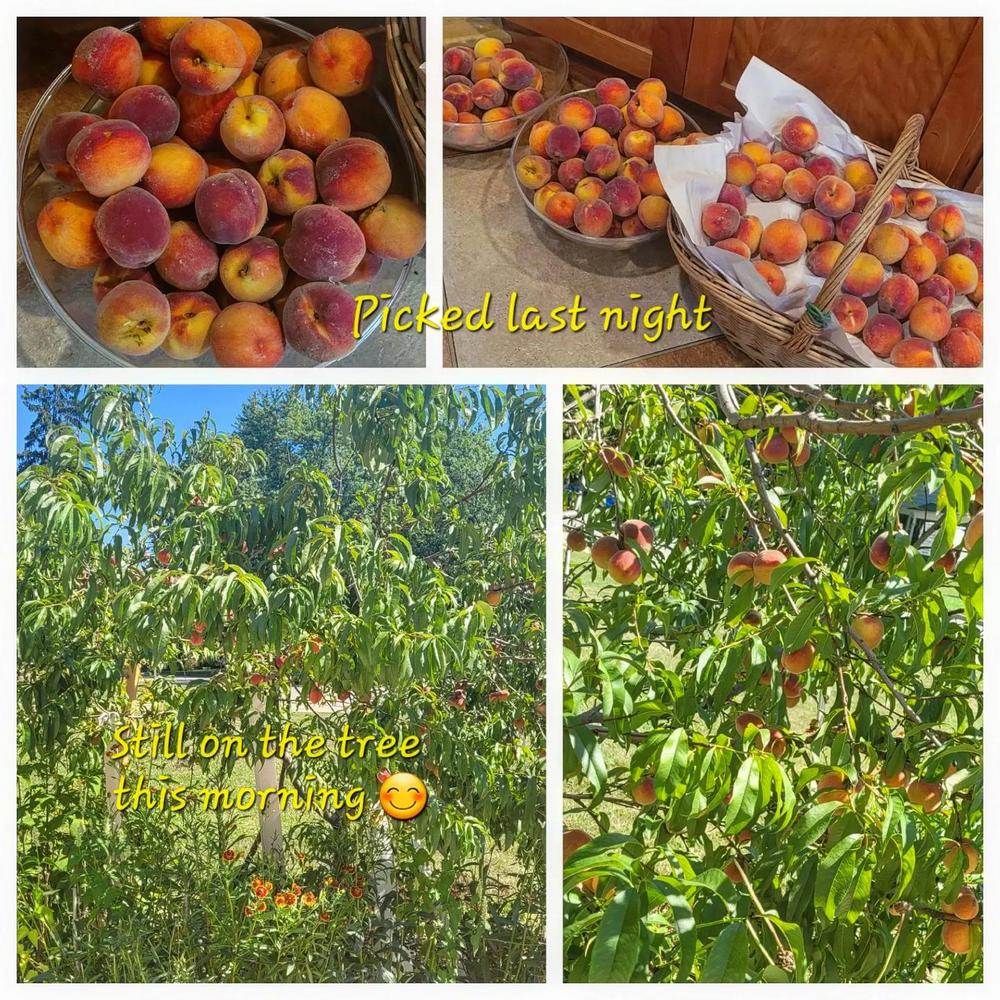 Photo of Peach (Prunus persica 'Red Haven') uploaded by dnrevel