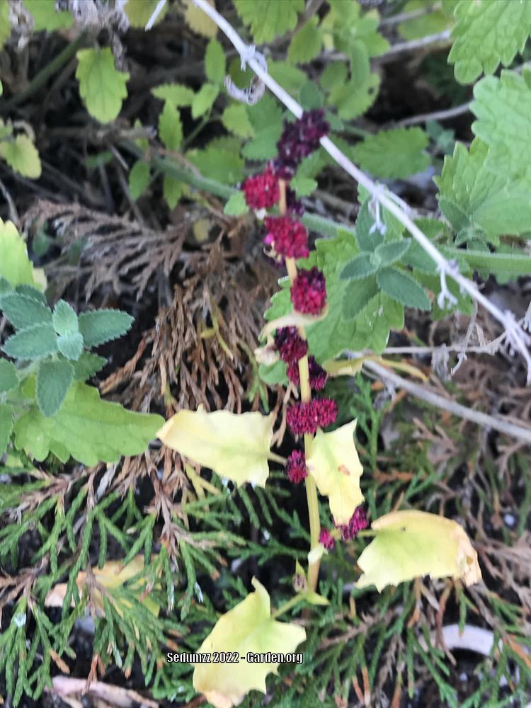 Photo of Strawberry Blite (Blitum capitatum) uploaded by sedumzz