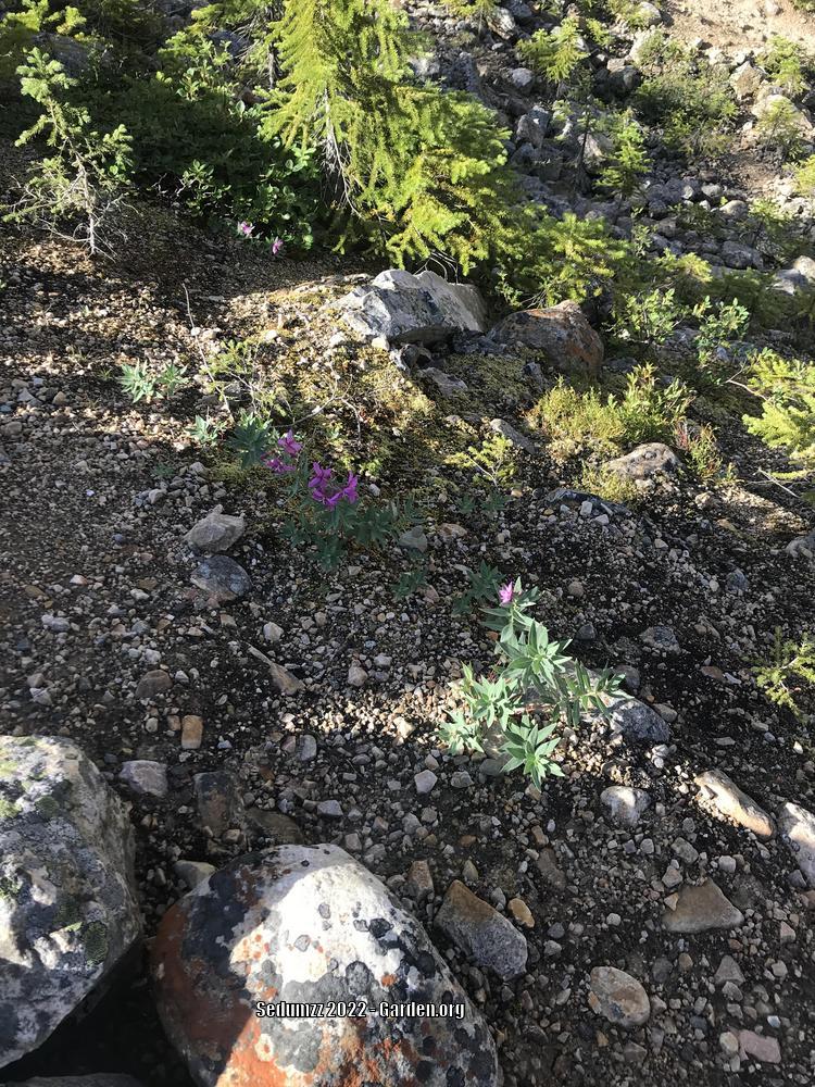 Photo of Dwarf Fireweed (Chamaenerion latifolium) uploaded by sedumzz