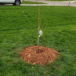 Location: Ann Arbor, Michigan
Date: 2018-04-30
New Red Haven Peach Tree, Front yard garden