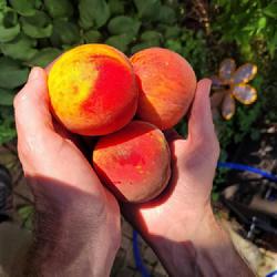 Location: Ann Arbor, Michigan
Date: 2021-08-13
Red Haven peaches. First small crop in 2021. 3rd year tree, 4th s