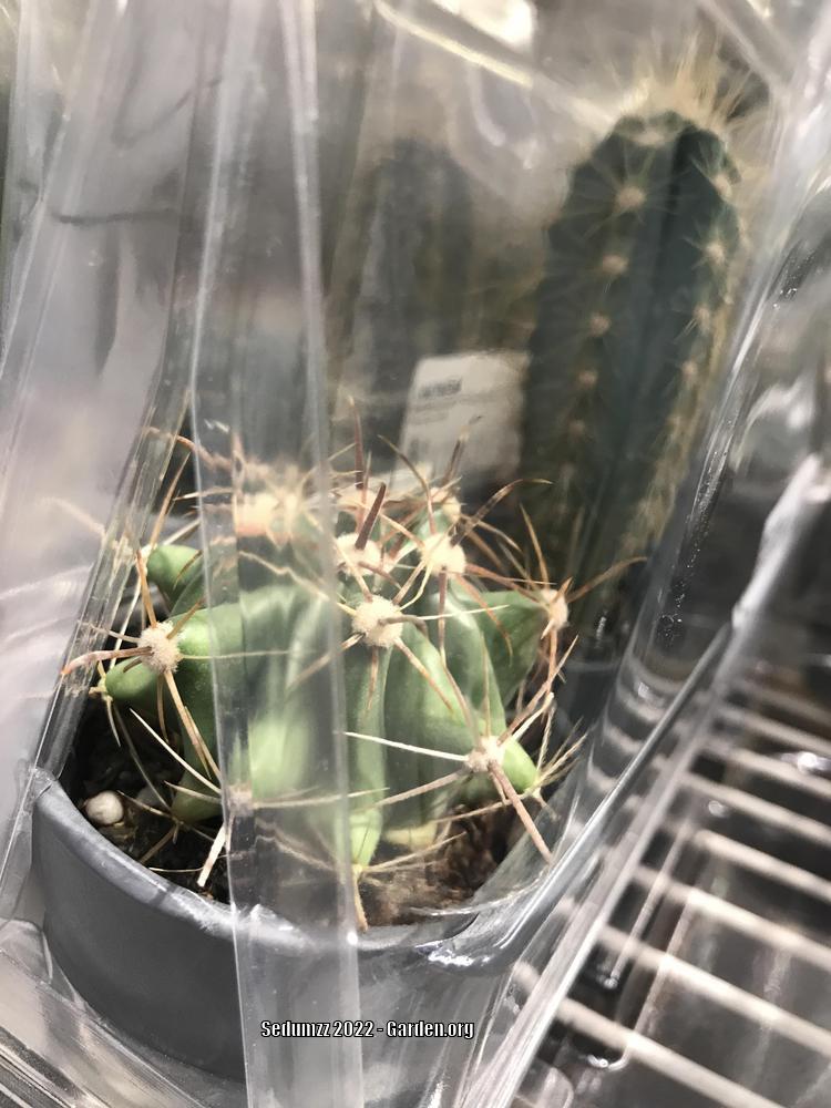 Photo of Barrel Cactus (Ferocactus) uploaded by sedumzz