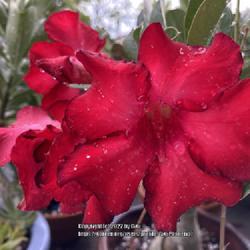 Location: My garden in Tampa, Florida
Date: 2022-08-18
My grafted desert rose.