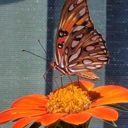 Location: Merritt Island, Florida USA Zone 9b
Date: 2022-08-20
Do orange butterflys favor orange flowers?