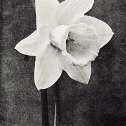 
Date: 1913
photo from 'The Garden', April 12,1913