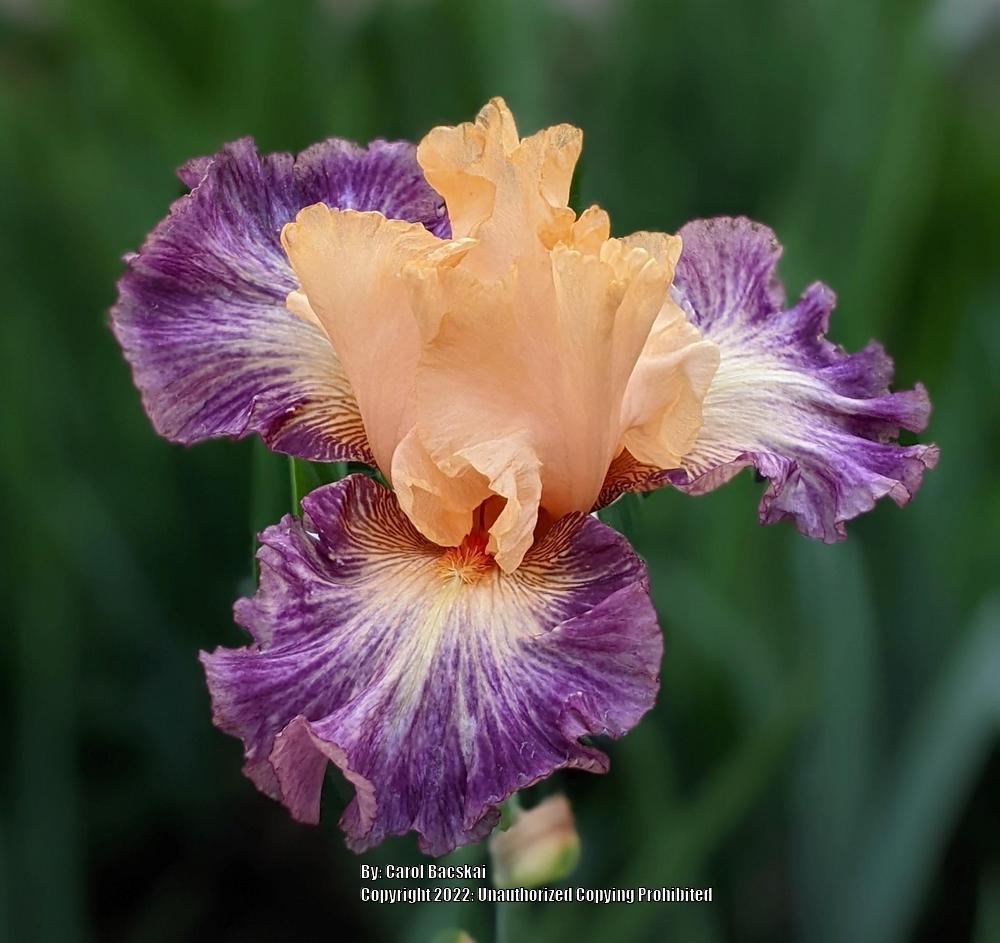 Photo of Tall Bearded Iris (Iris 'Tahitian Treat') uploaded by Artsee1